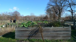 20111118-1_Clark-Cooper-Community-Gardens_25